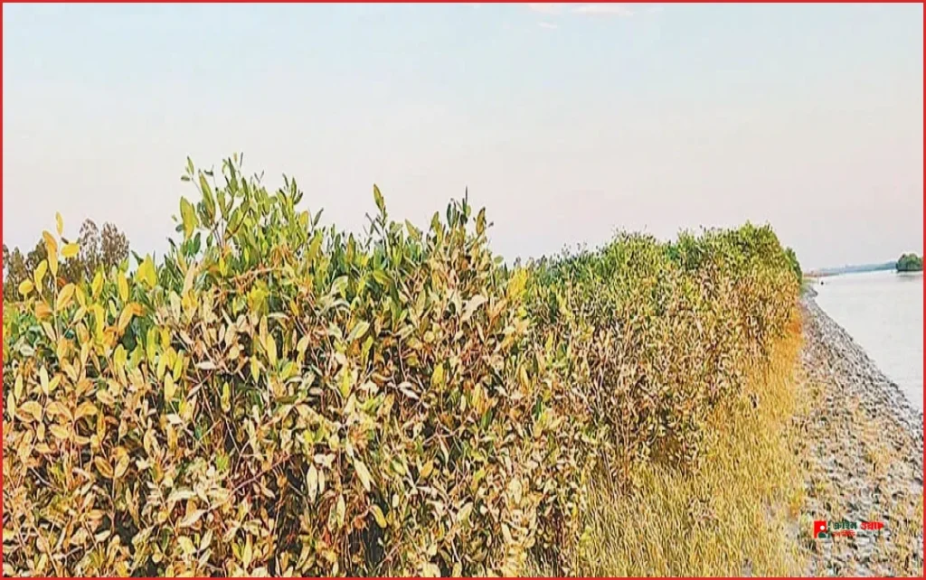 চকরিয়া সুন্দরবন পুনরুদ্ধারে আশার আলো দেখাচ্ছে বাইনগাছ