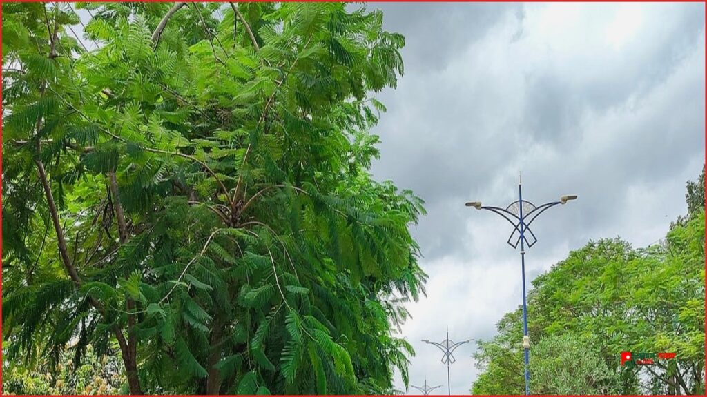 রাজশাহীতে কাটা কৃষ্ণচূড়ার ডালে নতুন কুঁড়ি, ফিরছে হারানো সবুজ