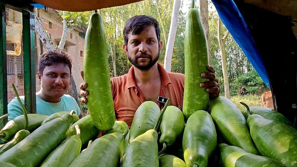 পঞ্চগড় জেলার আটোয়ারী উপজেলায় ১ টাকায় ৪ লাউ, লোকসানে কৃষকেরা