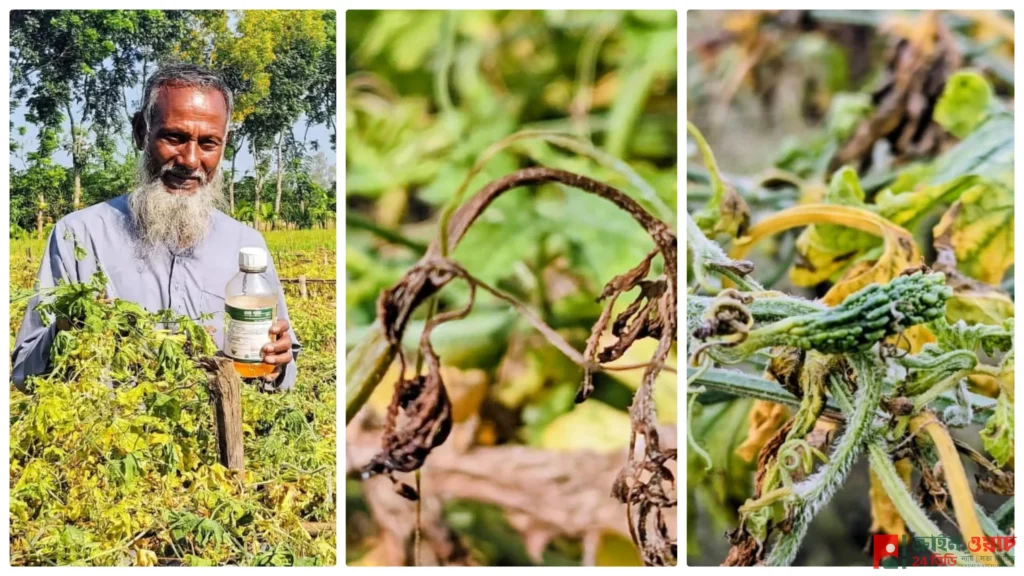 পঞ্চগড়ে বালাইনাশকে কৃষকের ফসল নষ্টের অভিযোগ