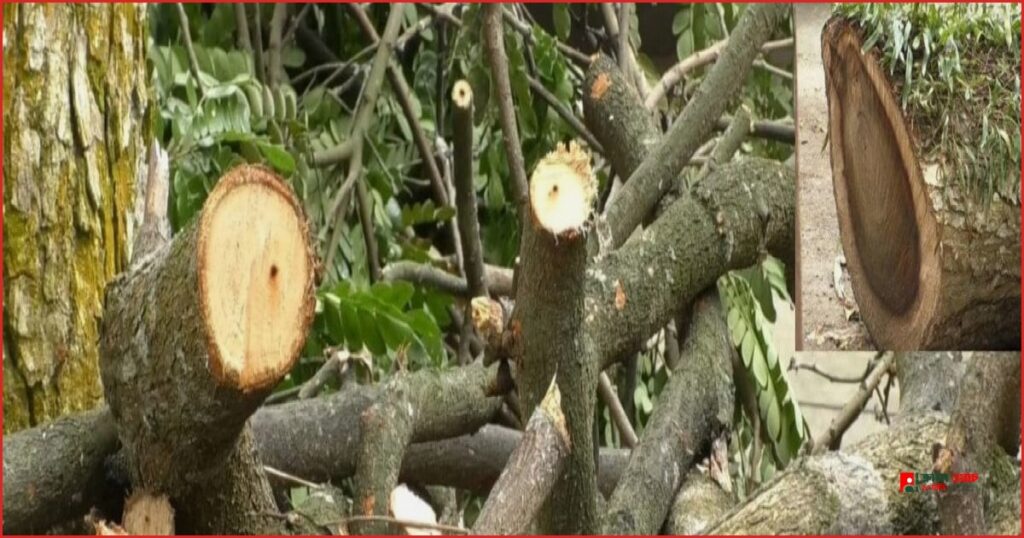 দেলদুয়ার স্বাস্থ্য কমপ্লেক্সের গাছ কাটার ঘটনায় এলাকাবাসীর তীব্র ক্ষোভ