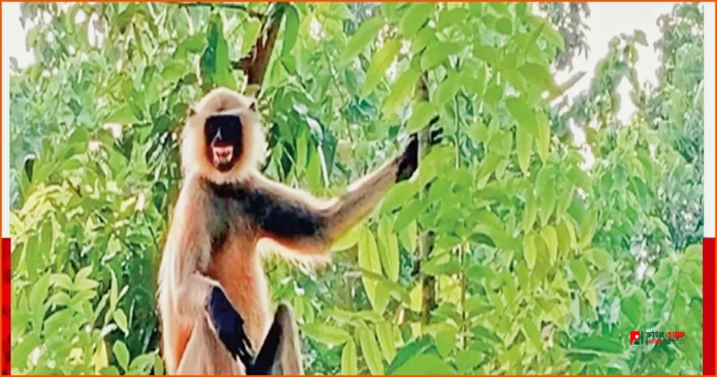 পাবনার ভাঙ্গুড়ায় গাছে আশ্রয় নিয়েছে নিঃসঙ্গ হনুমান